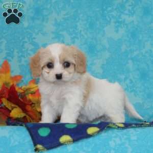 Raisin, Cavachon Puppy